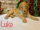 Golden Doodle Puppies for sale in Gainesville, FL, USA. price: $1,500
