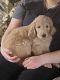 Golden Doodle Puppies for sale in Cañon City, CO 81212, USA. price: $800
