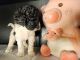 Golden Doodle Puppies for sale in Austin, TX, USA. price: $850