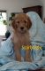 Golden Doodle Puppies for sale in Loveland, CO, USA. price: $1,000