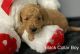 Golden Doodle Puppies for sale in Alvin, TX 77511, USA. price: $209,500