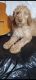 Golden Doodle Puppies for sale in Frazier Park, CA 93225, USA. price: $1,200