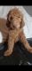 Golden Doodle Puppies for sale in Frazier Park, CA 93225, USA. price: $700
