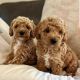 Golden Doodle Puppies for sale in San Bernardino, CA, USA. price: $1,400