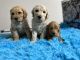 Golden Doodle Puppies for sale in Victorville, CA 92395, USA. price: $2,000