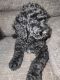 Golden Doodle Puppies for sale in Austin, TX, USA. price: $850