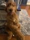 Golden Doodle Puppies for sale in Garnet Valley, PA 19014, USA. price: $3,500
