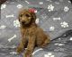 Golden Doodle Puppies for sale in San Bernardino, CA, USA. price: $850