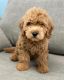 Golden Doodle Puppies for sale in Greenville, TX, USA. price: $1,500