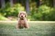 Golden Doodle Puppies for sale in Arlington, WA, USA. price: $1,500