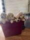 Golden Doodle Puppies for sale in Pueblo, CO 81005, USA. price: $1,200