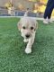 Golden Doodle Puppies for sale in Glendale, AZ, USA. price: NA