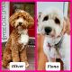 Golden Doodle Puppies for sale in Florence, SC, USA. price: $1,000