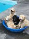 Golden Doodle Puppies for sale in Florence, SC, USA. price: $1,500
