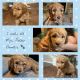 Golden Doodle Puppies for sale in Morgan City, LA 70380, USA. price: $1,800