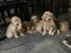 Golden Doodle Puppies for sale in Rialto, CA 92376, USA. price: NA
