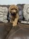 Golden Doodle Puppies for sale in Buckeye, AZ, USA. price: $1,500