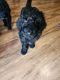 Golden Doodle Puppies for sale in Austin, TX, USA. price: $650