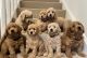 Golden Doodle Puppies for sale in Los Angeles, CA, USA. price: $875