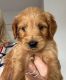 Golden Doodle Puppies for sale in Los Angeles, CA, USA. price: $875