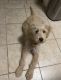 Golden Doodle Puppies for sale in Los Angeles, CA, USA. price: $350