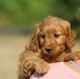Golden Doodle Puppies for sale in Yacolt, WA 98675, USA. price: $850