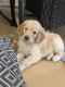 Golden Doodle Puppies for sale in Eunice, LA 70535, USA. price: $1,000
