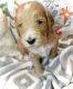 Golden Doodle Puppies for sale in Queen Creek, AZ, USA. price: $1,250