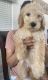 Golden Doodle Puppies for sale in Redlands, CA, USA. price: $1,300