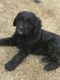 Golden Doodle Puppies for sale in La Center, WA 98629, USA. price: $800