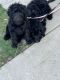 Golden Doodle Puppies for sale in Othello, WA 99344, USA. price: $500