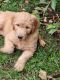 Golden Doodle Puppies for sale in Warsaw, IN, USA. price: $750