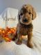 Golden Doodle Puppies for sale in Phoenix, AZ 85085, USA. price: NA