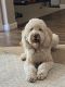 Golden Doodle Puppies for sale in Surprise, AZ, USA. price: NA