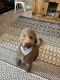 Golden Doodle Puppies for sale in Gilbert, SC, USA. price: $500