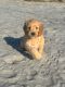 Golden Doodle Puppies for sale in Charleston, SC, USA. price: $1,500
