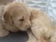 Golden Doodle Puppies for sale in York, SC 29745, USA. price: NA