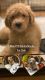 Golden Doodle Puppies for sale in Kenner, LA, USA. price: $1,000