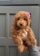Golden Doodle Puppies for sale in Salt Lake City, UT 84119, USA. price: $2,300