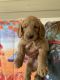 Golden Doodle Puppies for sale in Ruby, SC 29741, USA. price: $500