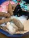 Golden Doodle Puppies for sale in Acworth, GA, USA. price: $750