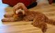 Golden Doodle Puppies for sale in South Hill, VA, USA. price: $800