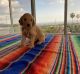 Golden Doodle Puppies for sale in Sylmar, Los Angeles, CA, USA. price: $850