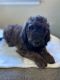 Golden Doodle Puppies for sale in Anderson, SC, USA. price: $800