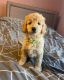 Golden Doodle Puppies for sale in Austin, TX, USA. price: $875