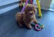 Golden Doodle Puppies for sale in Austin, TX, USA. price: $875