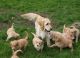 Golden Doodle Puppies for sale in Fort Wayne, IN 46805, USA. price: $300