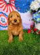 Golden Doodle Puppies for sale in California City, CA, USA. price: $750