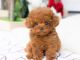 Golden Doodle Puppies for sale in California City, CA, USA. price: $300