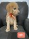 Golden Doodle Puppies for sale in Reelsville, IN 46171, USA. price: $800